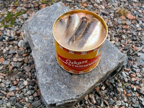 worst smelling fish in a can|Fermented smelly Swedish fish: Surstromming